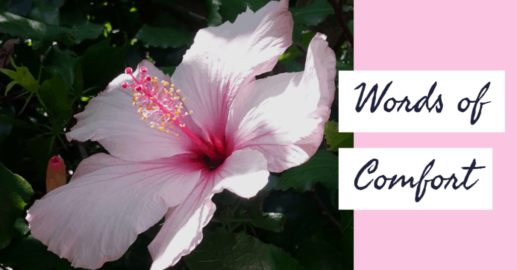 A pink hibiscus flower with the title 'Words of Comfort'