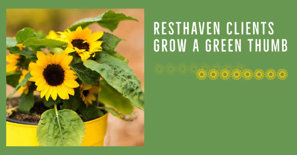 Resthaven clients grow a green thumb