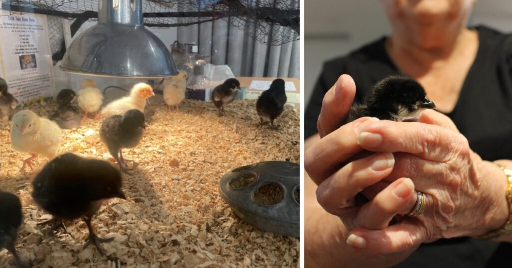 Baby chicks promote wellness and capture new beginnings